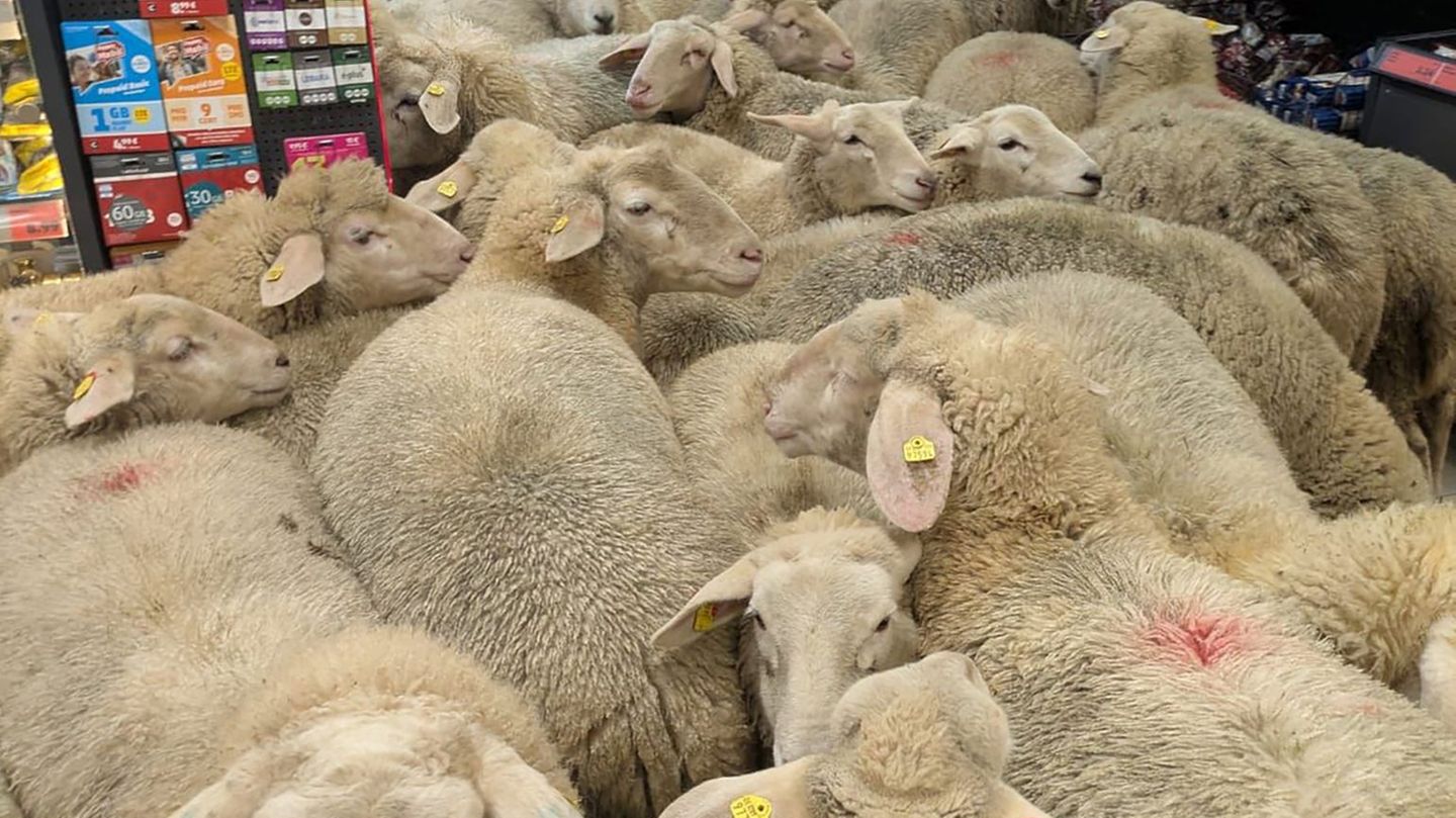 Rund 50 Schafe statteten einem Supermarkt einen Besuch ab - der macht daraus Werbung. (Handout) Foto: -/REWE Group/dpa