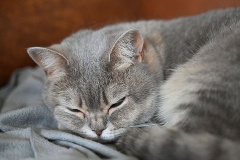 Der Halter bekommt seine Tiere nicht wieder, es sei offensichtlich, dass er sie nicht tierschutzgerecht behandelt und gehalten h