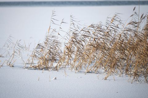 Die eisigen Temperaturen schränken in MV auch den Fährverkehr teilweise ein. Foto: Philip Dulian/dpa