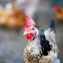 Die gefiederten Parkbesucher warten im Tierheim Haßloch auf ihre Abholung. (Symbolbild) Foto: Christoph Reichwein/dpa