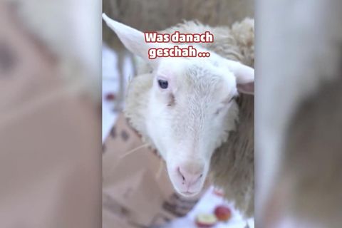 Ein Schaf guckt in die Kamera und isst dabei einen Apfel