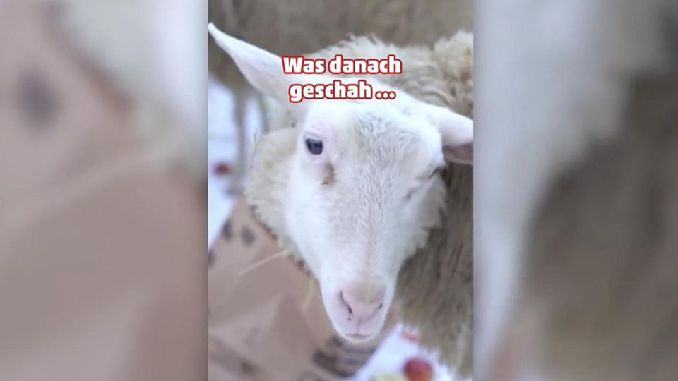 Ein Schaf guckt in die Kamera und isst dabei einen Apfel