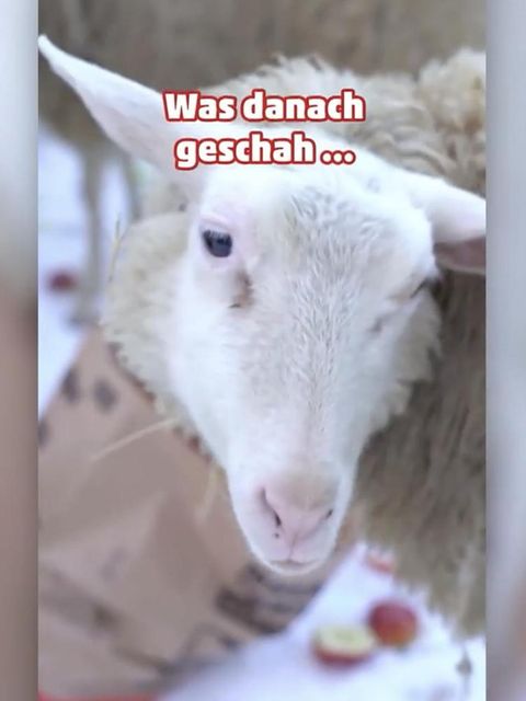 Ein Schaf guckt in die Kamera und isst dabei einen Apfel