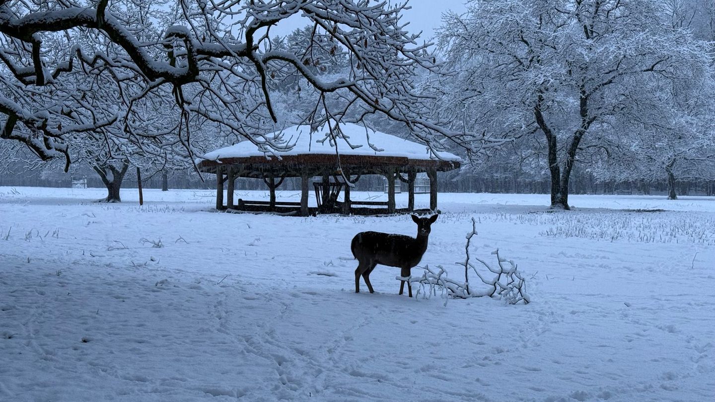 Während einer Notzeit nach dem Jagdrecht dürfen Wildtiere gefüttert werden. (Symbolbild) Foto: Carola Große-Wilde/-/dpa