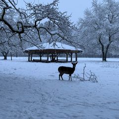 Während einer Notzeit nach dem Jagdrecht dürfen Wildtiere gefüttert werden. (Symbolbild) Foto: Carola Große-Wilde/-/dpa
