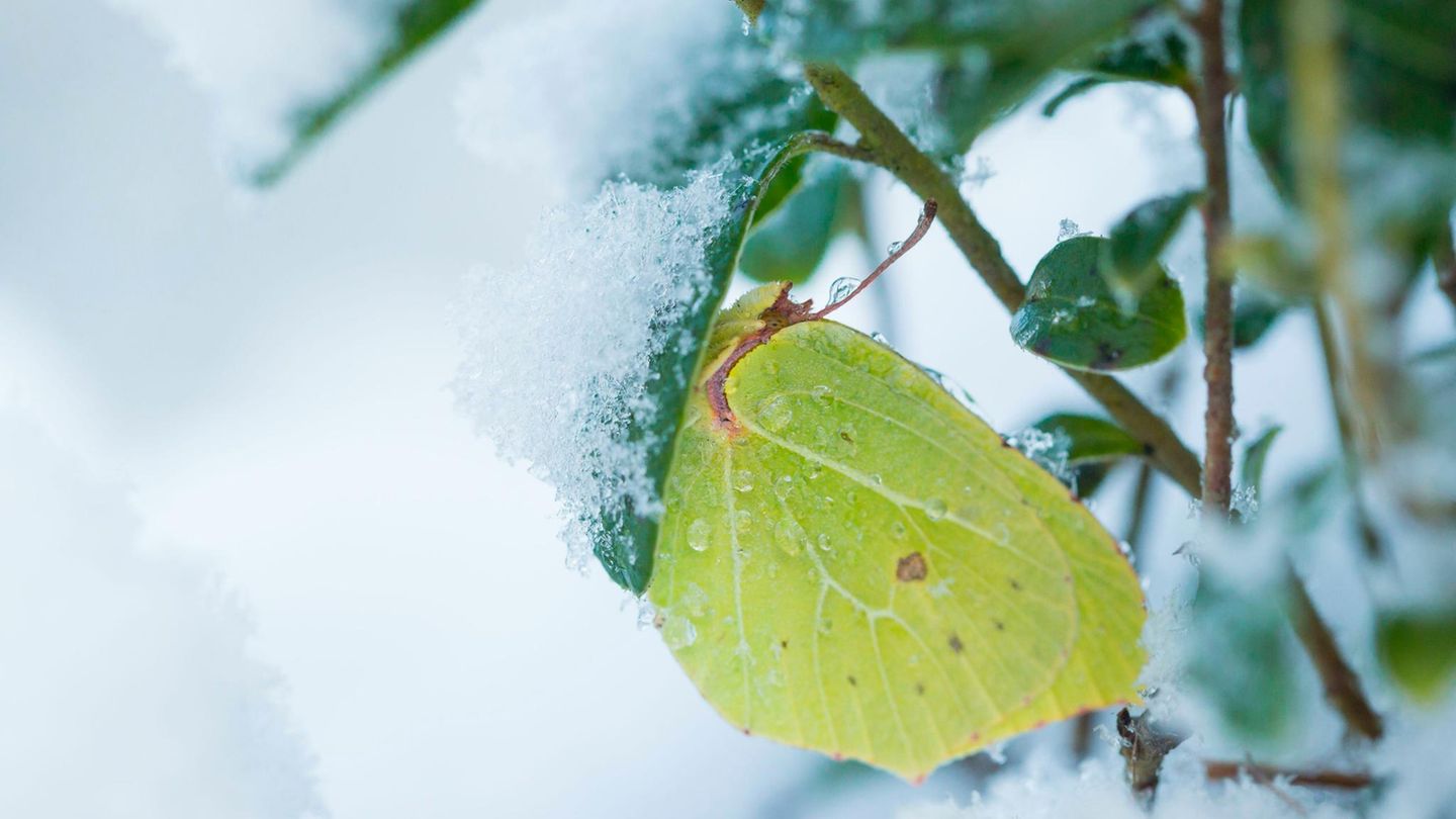 Nur die wenigsten Schmetterlinge überstehen Frost unbeschadet. Darunter der Zitronenfalter. Er erträgt bis zu minus zwanzig Grad Celsius. Der Trick: Die Körpersäfte enthalten so viel Glyzerin, dass sie nicht gefrieren. Und: Der Falter scheidet zu Beginn der kalten Tage einen Teil seiner Leibesflüssigkeit aus – er lässt quasi alles Wasser ab, das er nicht braucht    