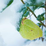 Nur die wenigsten Schmetterlinge überstehen Frost unbeschadet. Darunter der Zitronenfalter. Er erträgt bis zu minus zwanzig Grad Celsius. Der Trick: Die Körpersäfte enthalten so viel Glyzerin, dass sie nicht gefrieren. Und: Der Falter scheidet zu Beginn der kalten Tage einen Teil seiner Leibesflüssigkeit aus – er lässt quasi alles Wasser ab, das er nicht braucht    