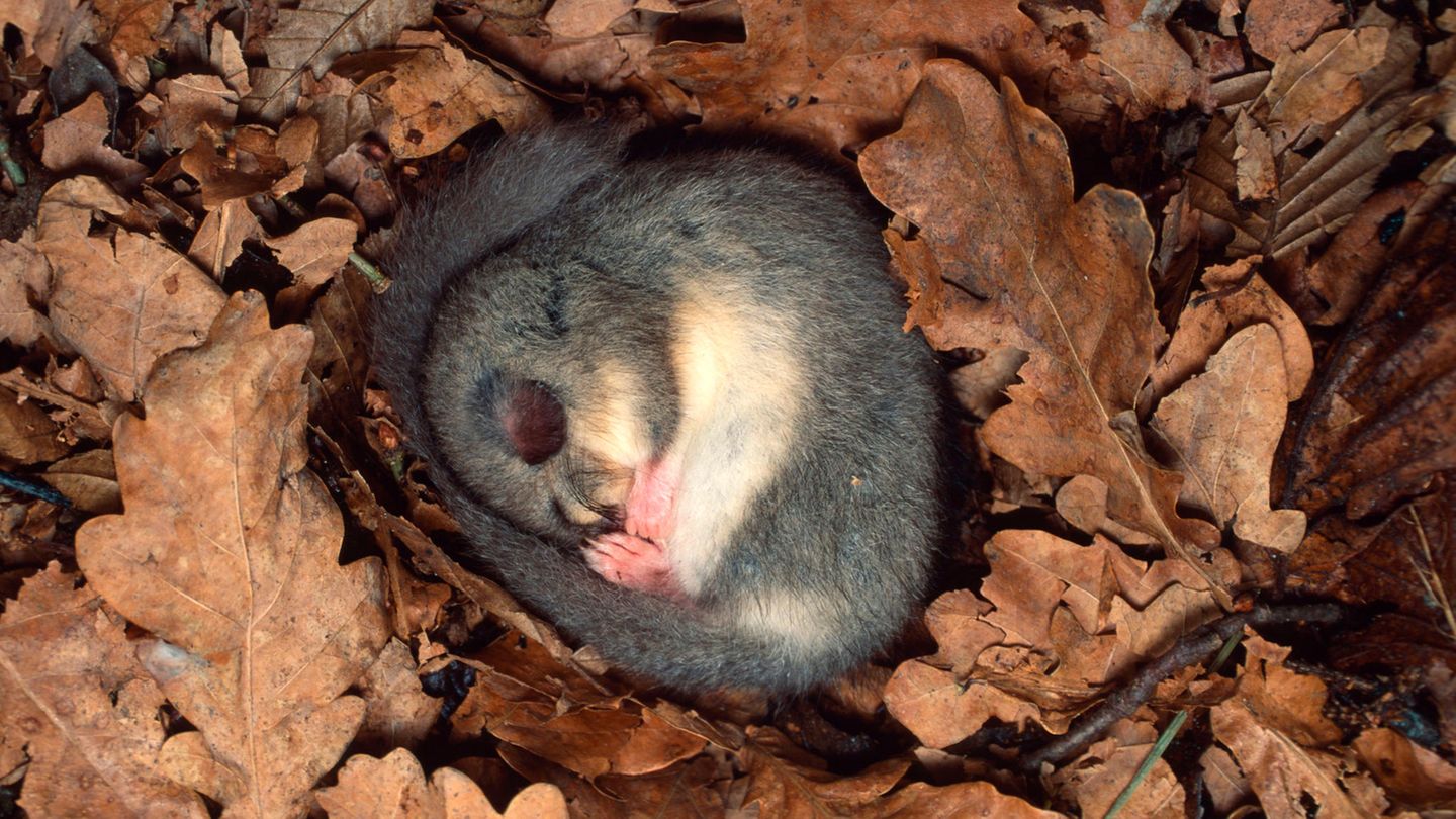Eingemummelt in ein Bett aus Blättern hält der Siebenschläfer Winterschlaf. In der Zeit verliert der Nager bis zur Hälfte seines Körpergewichts. Doch in der Regel hat sich der Bilch bis zum Herbst ausreichend Speck angefressen, um – wie der Name sagt – sieben Monate durchratzen zu können