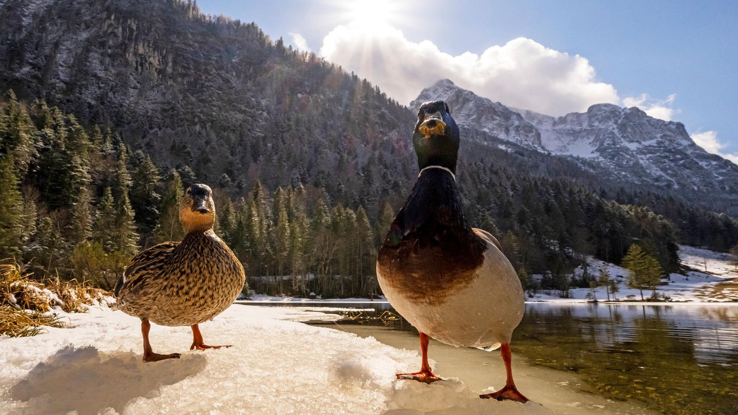 Sie watscheln barfuß über Schnee und Eis – und frieren dennoch weder fest noch kühlen die Tiere aus. Der Trick: Enten besitzen in ihren Beinen ein sogenanntes Wundernetz. Es ist ein Geflecht aus feinen Blutgefäßen: Darin strömt warmes Blut aus dem Körper nach unten und fließt dabei an kaltem, aus den Füßen kommendem Blut vorbei. Gleich einem Wärmetauscher wird das warme Blut gekühlt, das kalte gleichzeitig erhitzt, wodurch vergleichsweise wenig Wärme verlorengeht. Und: Die Füße sind so kalt, dass das Eis unter ihnen nicht davonschmilzt