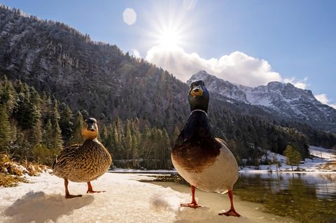 Sie watscheln barfuß über Schnee und Eis – und frieren dennoch weder fest noch kühlen die Tiere aus. Der Trick: Enten besitzen in ihren Beinen ein sogenanntes Wundernetz. Es ist ein Geflecht aus feinen Blutgefäßen: Darin strömt warmes Blut aus dem Körper nach unten und fließt dabei an kaltem, aus den Füßen kommendem Blut vorbei. Gleich einem Wärmetauscher wird das warme Blut gekühlt, das kalte gleichzeitig erhitzt, wodurch vergleichsweise wenig Wärme verlorengeht. Und: Die Füße sind so kalt, dass das Eis unter ihnen nicht davonschmilzt