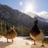 Sie watscheln barfuß über Schnee und Eis – und frieren dennoch weder fest noch kühlen die Tiere aus. Der Trick: Enten besitzen in ihren Beinen ein sogenanntes Wundernetz. Es ist ein Geflecht aus feinen Blutgefäßen: Darin strömt warmes Blut aus dem Körper nach unten und fließt dabei an kaltem, aus den Füßen kommendem Blut vorbei. Gleich einem Wärmetauscher wird das warme Blut gekühlt, das kalte gleichzeitig erhitzt, wodurch vergleichsweise wenig Wärme verlorengeht. Und: Die Füße sind so kalt, dass das Eis unter ihnen nicht davonschmilzt