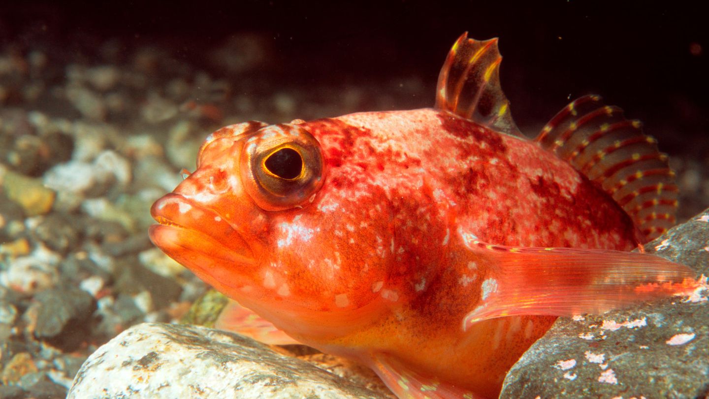 In antarktischen Gewässern liegen die Temperaturen bei knapp minus zwei Grad Celsius. Das Meersalz hindert das Wasser am Gefrieren. Eisfische haben sich den Extrembedingungen angepasst: Zum einen bilden die Tiere Anti-Frost-Proteine und schützen so ihre Zellen. Zum anderen besitzen die Tiere weder den roten Blutfarbstoff Hämoglobin noch rote Blutkörperchen, was offenbar auch eine Strategie gegen das Erfrieren ist 