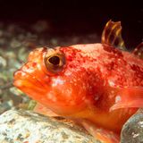 In antarktischen Gewässern liegen die Temperaturen bei knapp minus zwei Grad Celsius. Das Meersalz hindert das Wasser am Gefrieren. Eisfische haben sich den Extrembedingungen angepasst: Zum einen bilden die Tiere Anti-Frost-Proteine und schützen so ihre Zellen. Zum anderen besitzen die Tiere weder den roten Blutfarbstoff Hämoglobin noch rote Blutkörperchen, was offenbar auch eine Strategie gegen das Erfrieren ist 