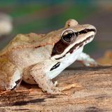 Der im hohen Norden der USA und Kanada heimische Waldfrosch überlebt einen Abfall der Körpertemperatur auf bis zu minus acht Grad. Dabei gefrieren mehr als zwei Drittel des amphibischen Körpers – inklusive des Herzens sowie der geöffneten, frostig-weiß werdenden Augen. Das biologische Wunder gelingt dem Waldfrosch dadurch, dass der Blutzuckerspiegel zum Winter hin auf das bis zu 250-Fache des Normalwertes ansteigt. Das verhindert, dass sich beim Gefrieren schädigende Kristalle bilden