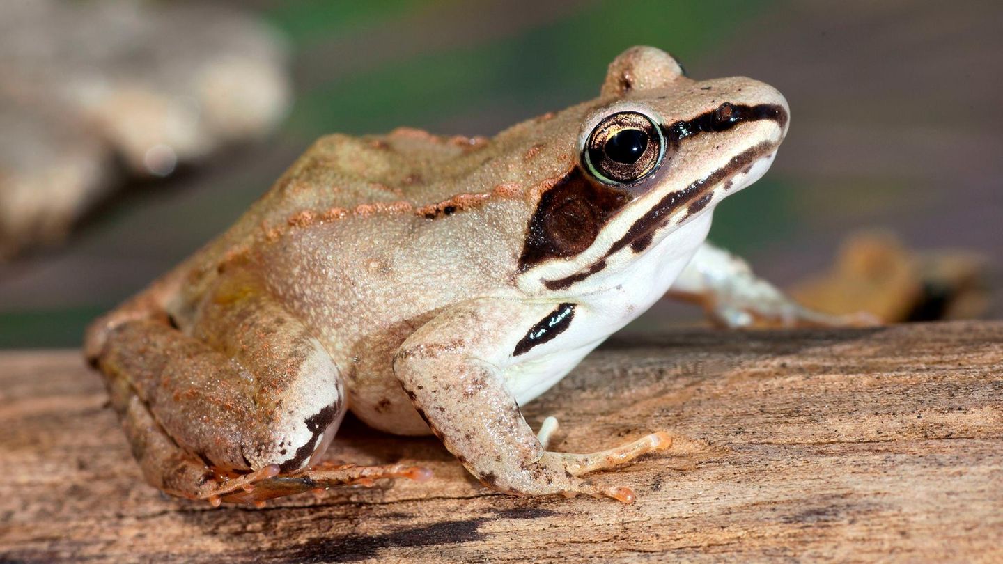 Der im hohen Norden der USA und Kanada heimische Waldfrosch überlebt einen Abfall der Körpertemperatur auf bis zu minus acht Grad. Dabei gefrieren mehr als zwei Drittel des amphibischen Körpers – inklusive des Herzens sowie der geöffneten, frostig-weiß werdenden Augen. Das biologische Wunder gelingt dem Waldfrosch dadurch, dass der Blutzuckerspiegel zum Winter hin auf das bis zu 250-Fache des Normalwertes ansteigt. Das verhindert, dass sich beim Gefrieren schädigende Kristalle bilden