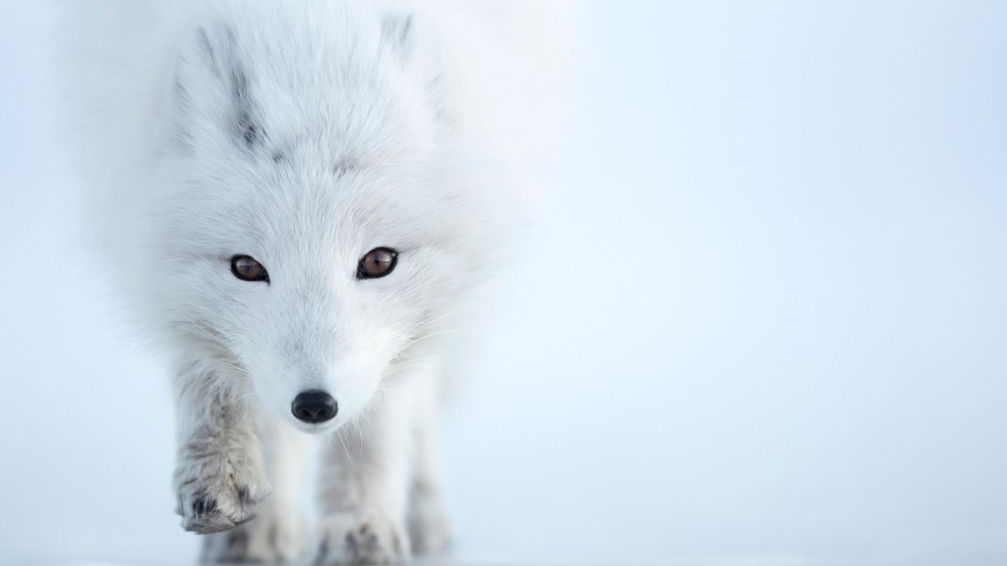 Unbeirrt von der Kälte flaniert der Polarfuchs durch das arktische Weiß. An Minusgrade ist der Beutegreifer perfekt angepasst: Sein Körper ist kompakt gebaut, Schnauze und Ohren kurz – das vermindert die Oberfläche, über die er Wärme verliert. Obendrein frisst sich der Fuchs eine isolierende Speckschicht an. Und: Ihm wächst das wärmste Fell aller Landsäuger – es lässt ihn Temperaturen von mehr als 70 Grad unter null überstehen