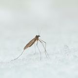 Selbst in den kühlen Monaten schwirren Mücken umher: Wintermücken. Die zierlichen Insekten, von denen mehr als ein Dutzend Spezies in Deutschland leben, sind durch spezielle Stoffe in ihren Zellen vor dem Erfrieren geschützt und noch bei knapp über null Grad Celsius aktiv. Nektar gibt es um diese Jahreszeit keinen, und über die Ernährungsgewohnheiten der Wintermücken ist wenig bekannt. Wahrscheinlich zehren die Tiere ihren Energievorrat aus dem Larvenstadium in ihrem kurzen, bis zu dreiwöchigen Leben als Mücke einfach auf