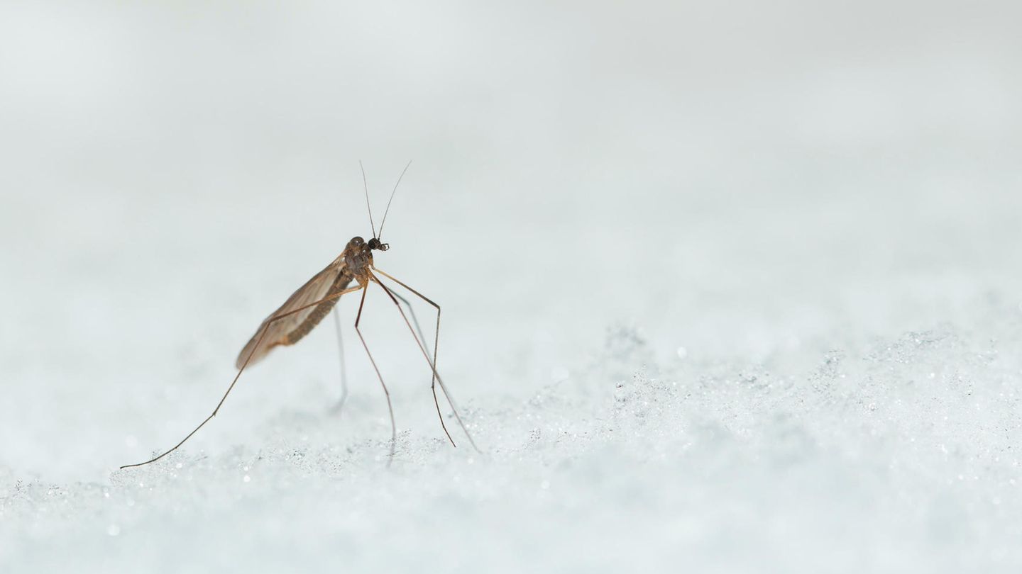 Selbst in den kühlen Monaten schwirren Mücken umher: Wintermücken. Die zierlichen Insekten, von denen mehr als ein Dutzend Spezies in Deutschland leben, sind durch spezielle Stoffe in ihren Zellen vor dem Erfrieren geschützt und noch bei knapp über null Grad Celsius aktiv. Nektar gibt es um diese Jahreszeit keinen, und über die Ernährungsgewohnheiten der Wintermücken ist wenig bekannt. Wahrscheinlich zehren die Tiere ihren Energievorrat aus dem Larvenstadium in ihrem kurzen, bis zu dreiwöchigen Leben als Mücke einfach auf