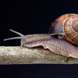 Sobald die Temperaturen im Herbst sinken, verkriecht sich die Weinbergschnecke in ein Erdloch, zieht sich in ihr Häuschen zurück – und verschließt den Eingang mit einem Deckel aus Kalk. So ist sie vor Feinden, Frost und Austrocknung geschützt, fällt in eine Starre. Und schaut erst wieder mit der Frühlingssonne in die Welt hinaus