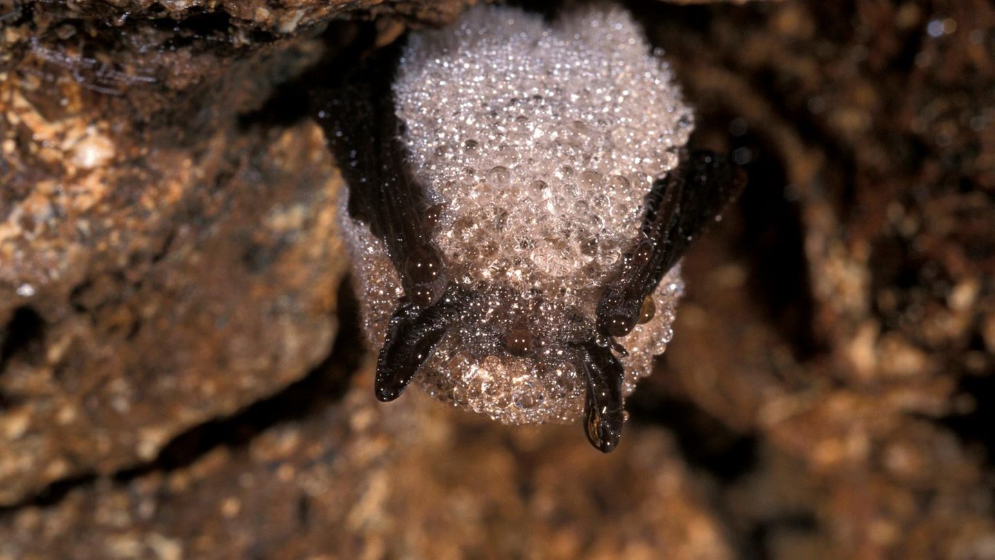 Die insektenarme Zeit überdauern Fledermäuse – nicht selten kopfüber von einer Höhlendecke hängend – im Winterschlaf: Dafür senken sie ihre Körpertemperatur auf bis zu drei Grad Celsius und verringern ihren Herzschlag um mehr als das Dreißigfache. Mitunter sind die Säuger (hier eine Kleine Bartfledermaus) von einer glitzernden Schicht aus gefrorenem Tau bedeckt