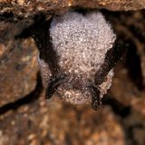 Die insektenarme Zeit überdauern Fledermäuse – nicht selten kopfüber von einer Höhlendecke hängend – im Winterschlaf: Dafür senken sie ihre Körpertemperatur auf bis zu drei Grad Celsius und verringern ihren Herzschlag um mehr als das Dreißigfache. Mitunter sind die Säuger (hier eine Kleine Bartfledermaus) von einer glitzernden Schicht aus gefrorenem Tau bedeckt