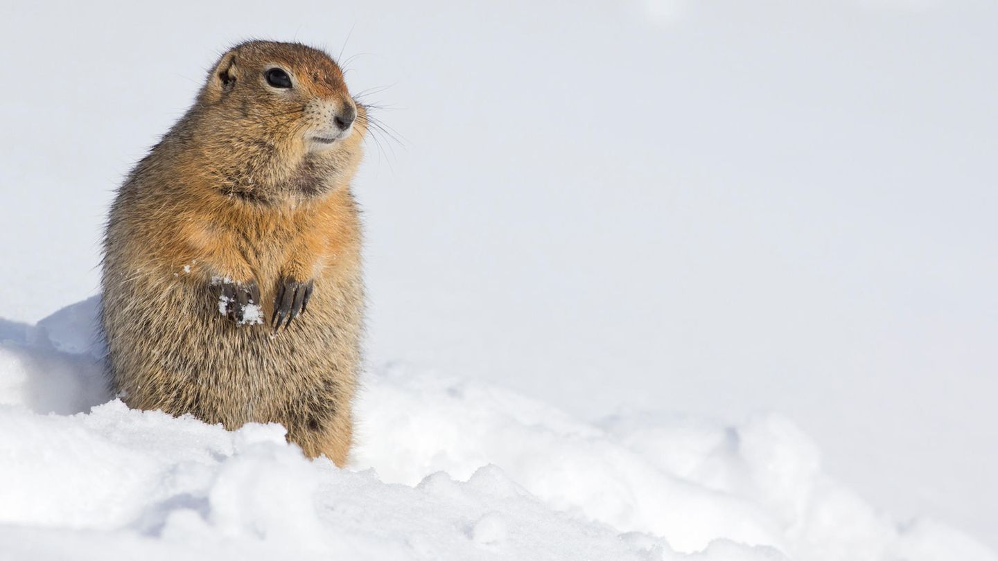 Den Kälterekord unter den Säugern hält der Arktische Ziesel: Das in Sibirien, Alaska und Nordkanada heimische Erdhörnchen trotzt den extrem rauen Bedingungen um den Polarkreis und hält rund acht Monate lang Winterschlaf. Dabei kühlt sein kleiner Körper zeitweise bis auf minus 2,9 Grad Celsius ab. Dennoch gefriert das Blut nicht – durch einen Effekt, der als "Supercooling" bezeichnet wird. Lange vor Beginn der Frostperiode stellt der Nager die Nahrungsaufnahme ein – und eliminiert so vermutlich Bakterien im Blut, die andernfalls Kristallisationskeime für Eis wären 