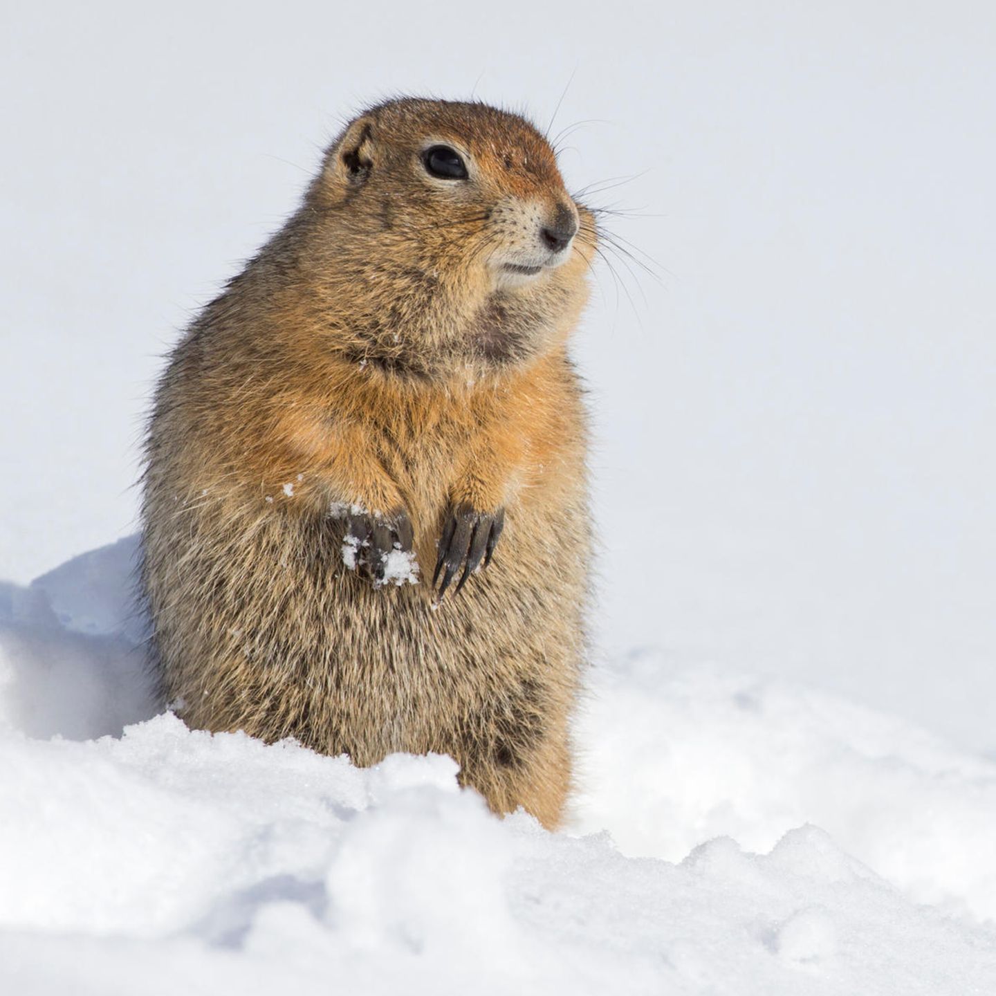 Den Kälterekord unter den Säugern hält der Arktische Ziesel: Das in Sibirien, Alaska und Nordkanada heimische Erdhörnchen trotzt den extrem rauen Bedingungen um den Polarkreis und hält rund acht Monate lang Winterschlaf. Dabei kühlt sein kleiner Körper zeitweise bis auf minus 2,9 Grad Celsius ab. Dennoch gefriert das Blut nicht – durch einen Effekt, der als "Supercooling" bezeichnet wird. Lange vor Beginn der Frostperiode stellt der Nager die Nahrungsaufnahme ein – und eliminiert so vermutlich Bakterien im Blut, die andernfalls Kristallisationskeime für Eis wären 