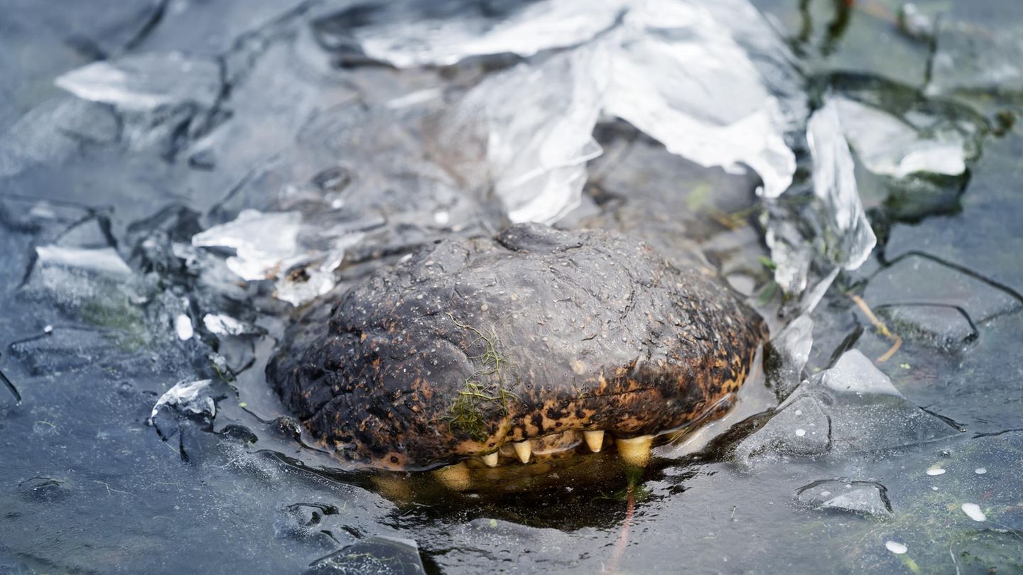 Winters kann es auch in Texas eiskalt werden: Alligatoren nehmen die Herausforderung recht gelassen hin. Sie fallen in eine Art Starre, ihr Puls sinkt, der Stoffwechsel fährt herunter. Manche Alligatoren lassen sich gleich ganz in ihrem Heimatsumpf einfrieren. Hauptsache die Nasenlöcher ragen aus dem Eispanzer. Denn auch wenn sie ihre Atmung drastisch reduzieren – ein wenig frische Luft brauchen sie doch