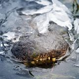 Winters kann es auch in Texas eiskalt werden: Alligatoren nehmen die Herausforderung recht gelassen hin. Sie fallen in eine Art Starre, ihr Puls sinkt, der Stoffwechsel fährt herunter. Manche Alligatoren lassen sich gleich ganz in ihrem Heimatsumpf einfrieren. Hauptsache die Nasenlöcher ragen aus dem Eispanzer. Denn auch wenn sie ihre Atmung drastisch reduzieren – ein wenig frische Luft brauchen sie doch