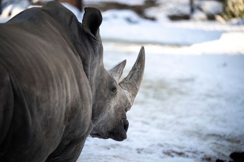 Der Schweriner Zoo blickt auf ein besucherstarkes Jahr zurück. Foto: Philip Dulian/dpa