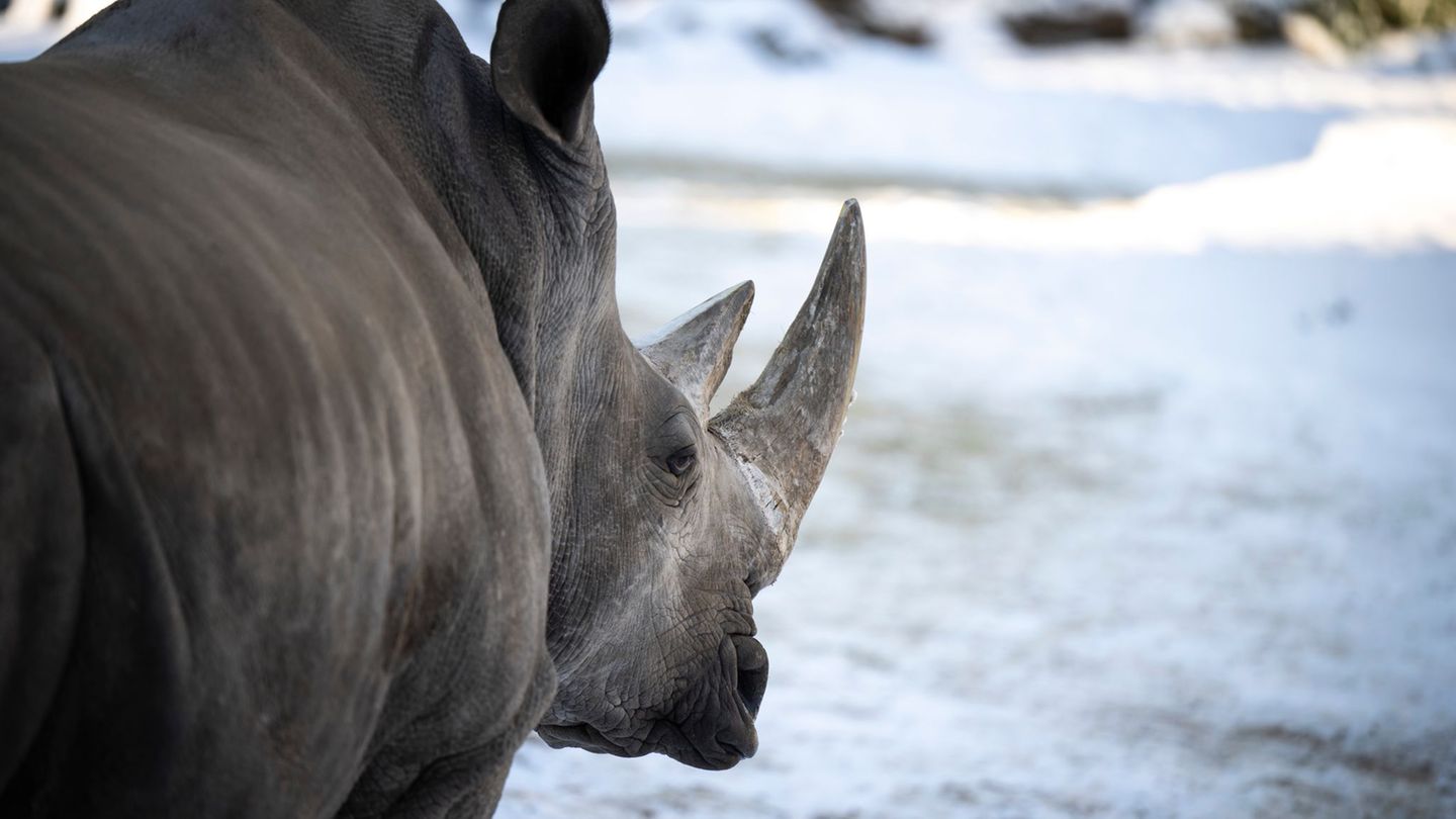 Der Schweriner Zoo blickt auf ein besucherstarkes Jahr zurück. Foto: Philip Dulian/dpa