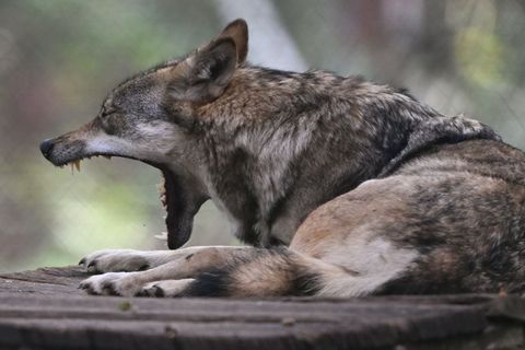 Vor 17 Jahren wurde der erste Wolf wieder in Hessen heimisch. Foto: Arne Dedert/dpa