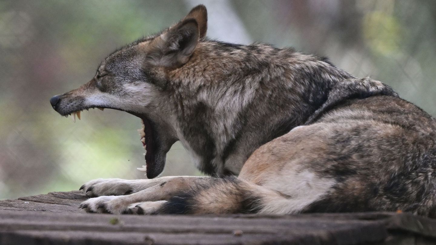Vor 17 Jahren wurde der erste Wolf wieder in Hessen heimisch. Foto: Arne Dedert/dpa