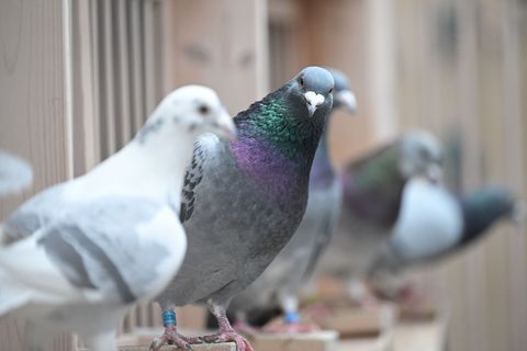 In Naumburg findet am Wochenende der traditionelle Taubenmarkt statt. (Symbolbild) Foto: Bernd Weißbrod/dpa