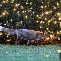 Füchse haben im Winter Frühlingsgefühle Foto: Britta Pedersen/dpa