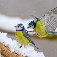 Gerade wenn es kalt ist, kann an den Futterstellen viel los sein. (Symbolbild) Foto: Patrick Pleul/dpa