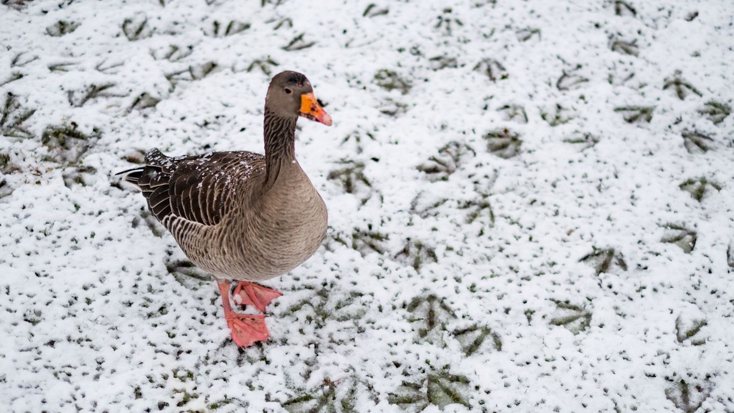 Tiere wie etwa Gänse weichen instinktiv und kurzfristig in schneefreie Gebiete aus. (Symbolbild) Foto: picture alliance / Axel H