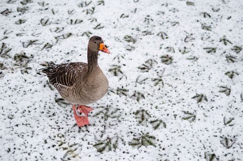 Tiere wie etwa Gänse weichen instinktiv und kurzfristig in schneefreie Gebiete aus. (Symbolbild) Foto: picture alliance / Axel H
