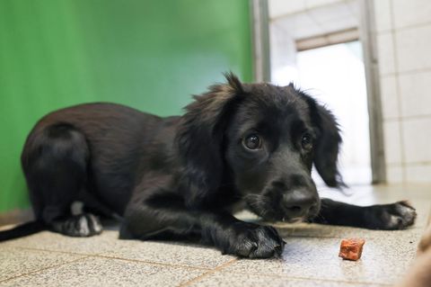Ein Hund im Hamburger Tierheim Süderstraße. (Archivbild) Foto: Christian Charisius/dpa