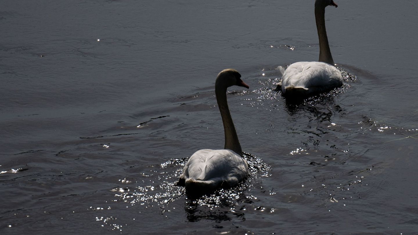 Geflügelpest in Mittelsachsen nachgewiesen – Halter sollen Schutz erhöhen. (Archivbild) Foto: Hendrik Schmidt/dpa