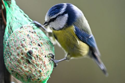 Blaumeise an einer Futterkugel