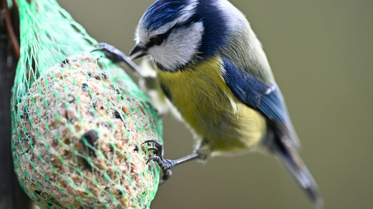 Blaumeise an einer Futterkugel