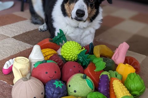 Der elf Jahre alte Border Collie-Rüde Bryn aus Großbritannien kennt die Namen von etwa 100 Spielzeugen. Foto: Helen Morgen/Eurek