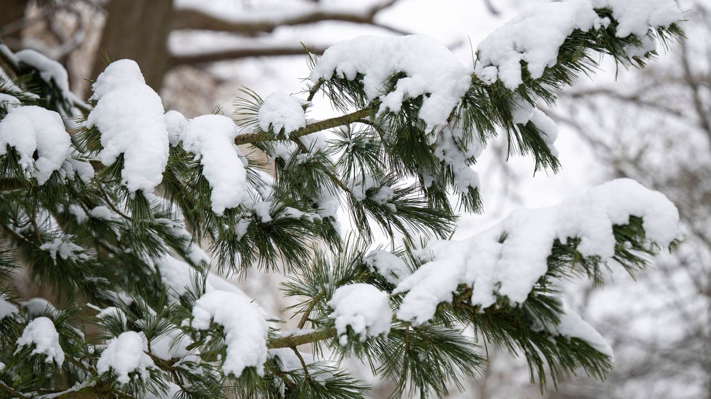 Der Wochenmarkt in Wismar fällt aus. (Symbolbild) Foto: Philip Dulian/dpa