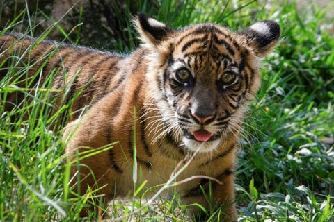 Junger Sumatra-Tiger