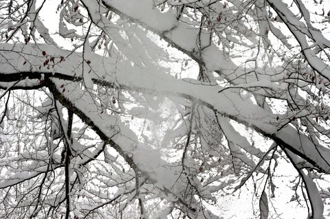 Bei Spaziergängen durch winterliche Parks sollten Bäume mit viel Schnee auf den Ästen gemieden werden (Symbolbild) Foto: Karl-Jo