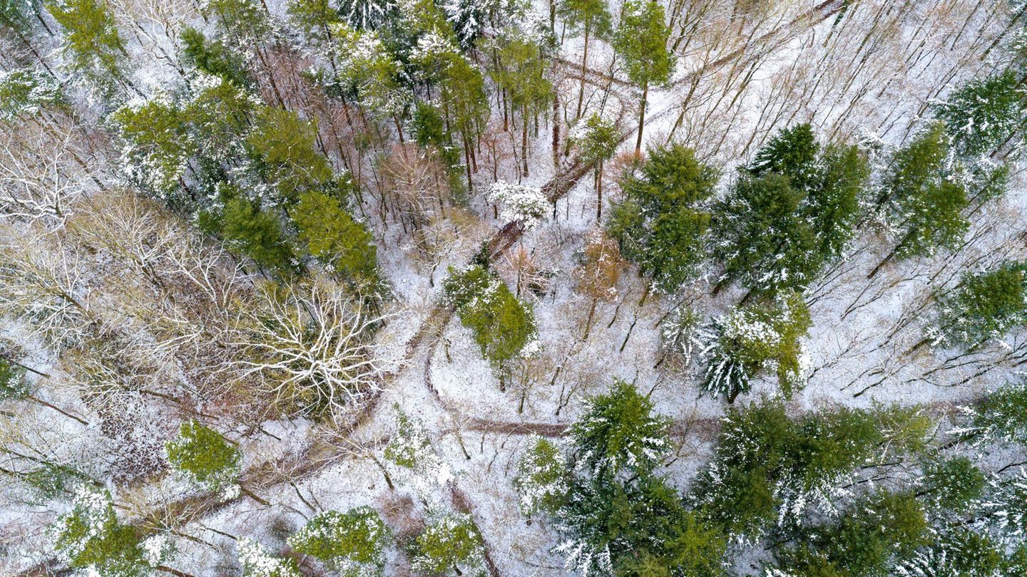 Wer ein paar grundlegende Dinge beachtet, kann in den nächsten Tagen schöne Waldspaziergänge erleben. Foto: Sina Schuldt/dpa