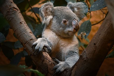 Mullaya war einer der ersten beiden Koalas in Dresden und bekam mit Partnerin Eerin die beiden Koala-Weibchen Janali und Kiri. (