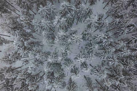 Jäger und Waldbesucher im Landkreis Leer sollen momentan besonders auf die Wildtiere achten. (Symbolbild) Foto: Boris Roessler/d