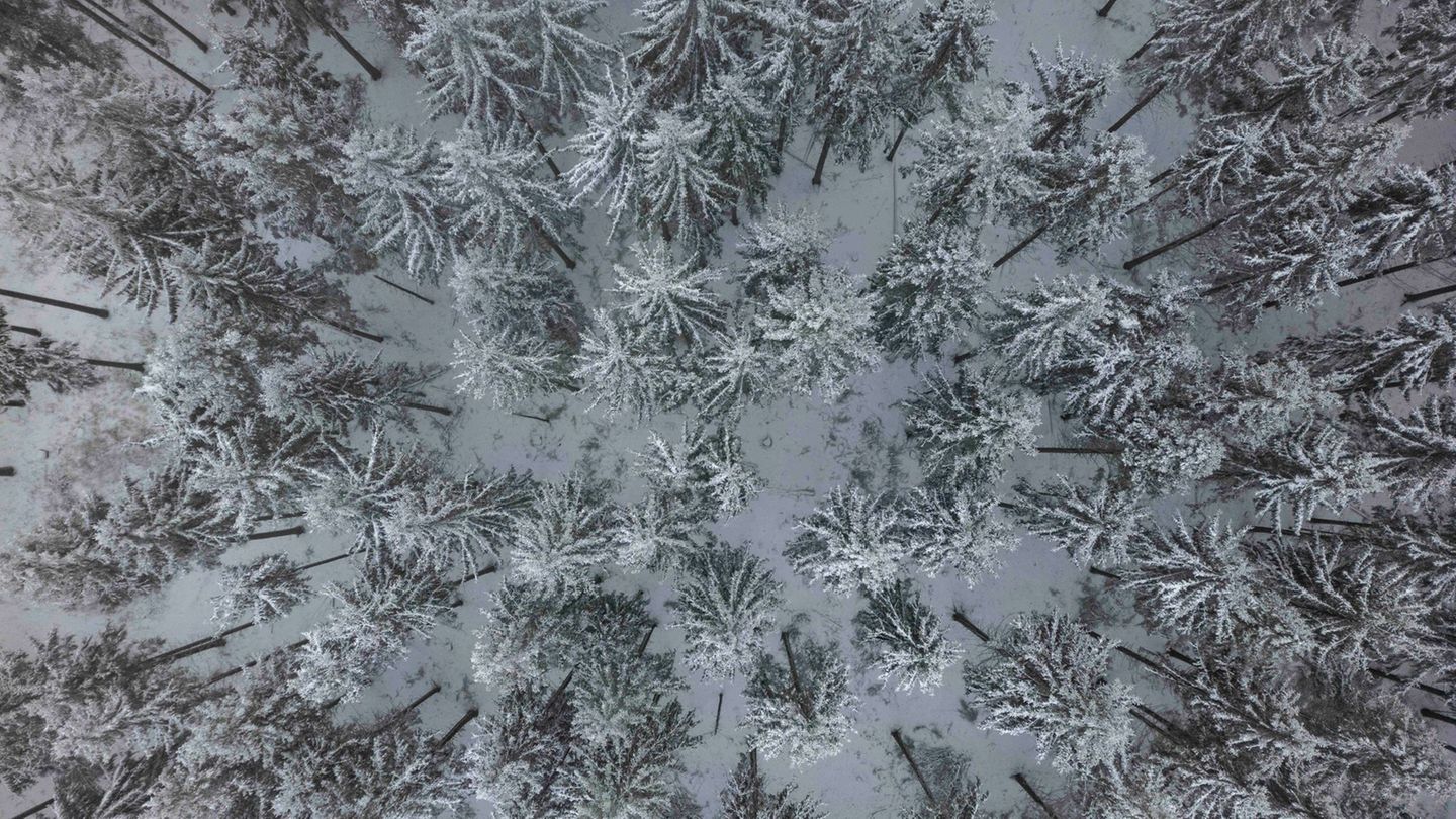 Jäger und Waldbesucher im Landkreis Leer sollen momentan besonders auf die Wildtiere achten. (Symbolbild) Foto: Boris Roessler/d